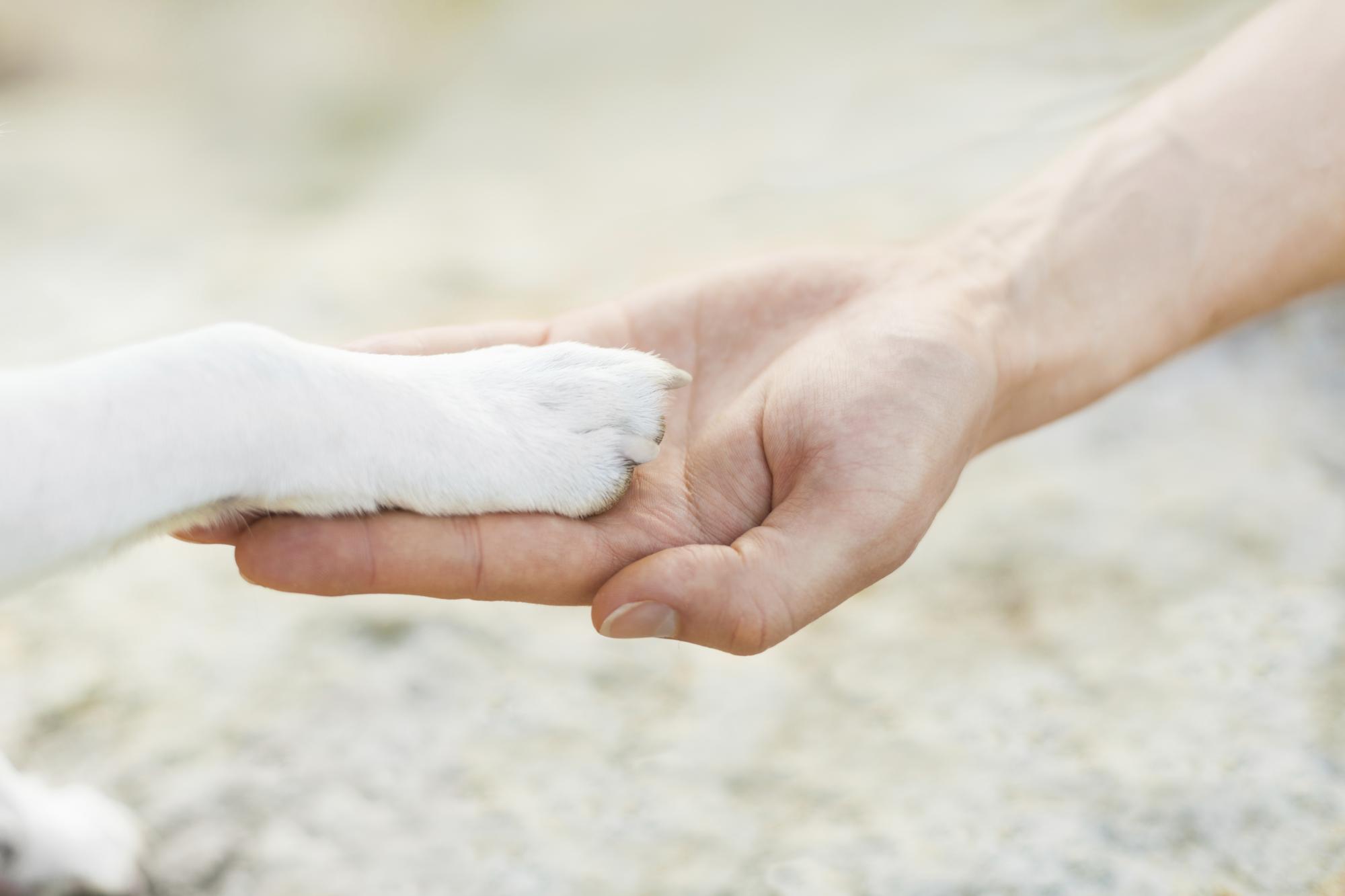 Human hand holding the paw of a white dog
