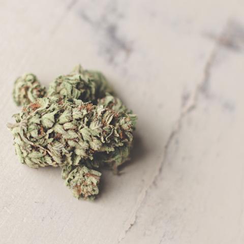 Cannabis