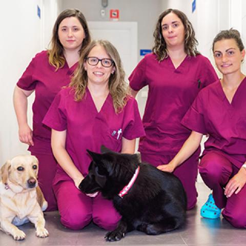 Veterinary team