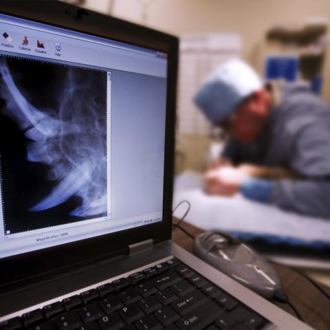 Veterinarian does surgery with an image of a digital X-ray in the foreground