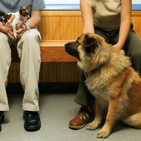A dog and a cat in a waiting room