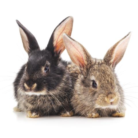 Two rabbits