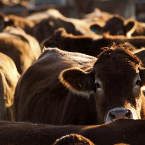 Group of brown cattle