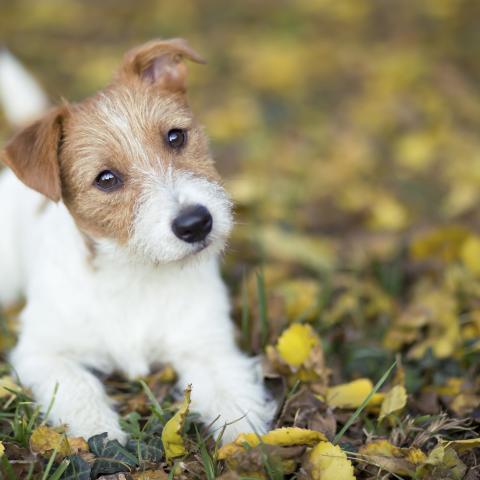 A Jack Russell Terrier looks quizzically at the camera