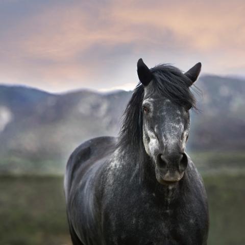 A black and white horse