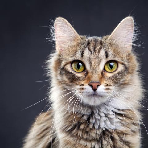 A beautiful tabby cat
