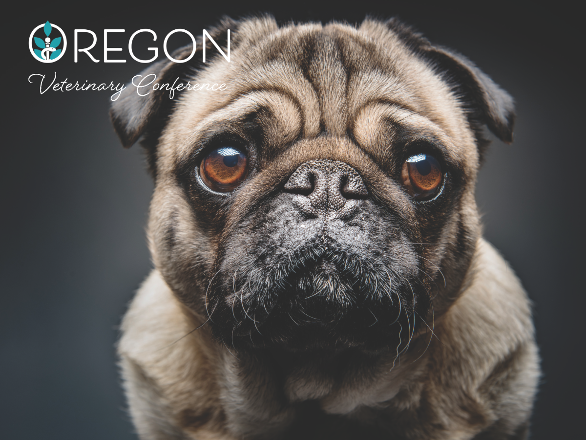 Pug
