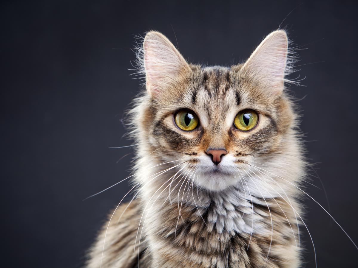 A tabby kitty wtih green eyes